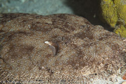 BD-111124-Raja-Ampat-5102-Eucrossorhinus-dasypogon-(Bleeker.-1867)-[Tasselled-Wobbegong.-Tofsprydd-Wobbegong].jpg